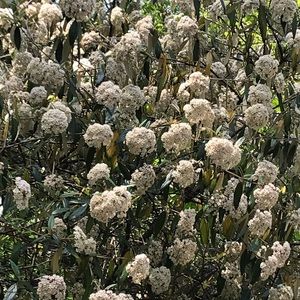 Meet your Posher, Joan